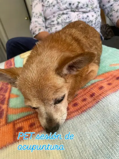 Un chihuahua color miel recostado sobre una cobija de colores durante su sesión de acupuntura