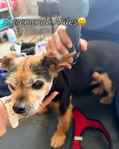 Akiles, un perrito pequeño negro con café, en brazos mientras una mano le acerca un equipo de terapia