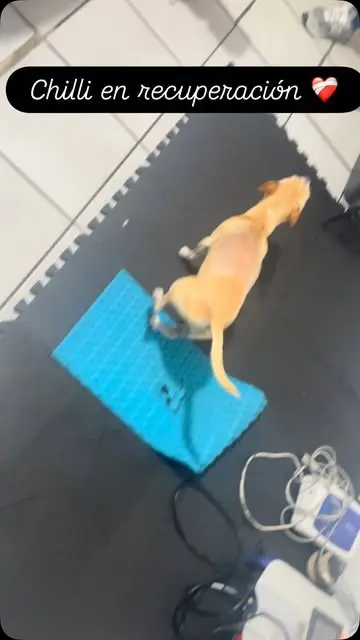Chilli, un perrito color canela, parado sobre un cojín de equilibrio azul en el piso de la clínica