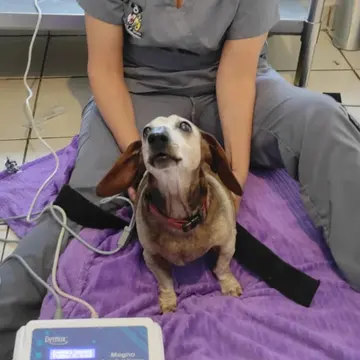 Freda, una perrita salchicha, sentada sobre una colchoneta morada junto a un equipo de terapia