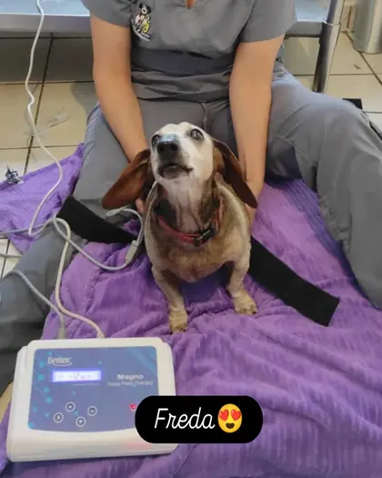 Freda, una perrita salchicha, sentada sobre una colchoneta morada junto a un equipo de terapia