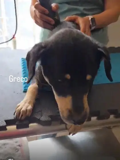 Greco, un cachorro negro con café, recostado sobre un tapete mientras una mano sostiene un equipo de terapia