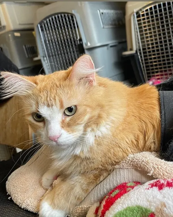 Güera, una gata anaranjada de ojos verdes, recostada sobre una cobija junto a las transportadoras de la clínica