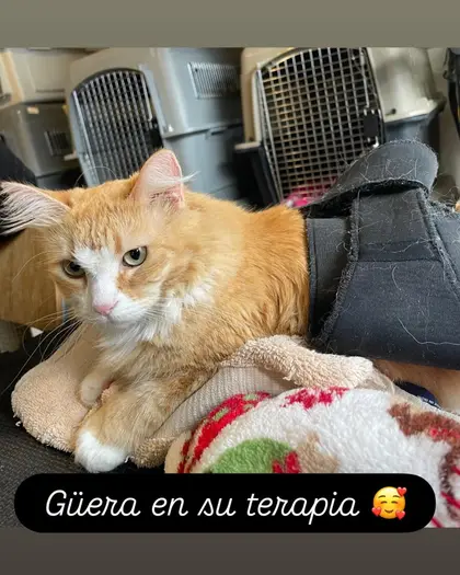 Güera, una gata anaranjada de ojos verdes, recostada sobre una cobija junto a las transportadoras de la clínica